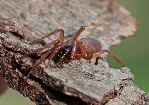 Réf. 254 097 : Dysdera crocata